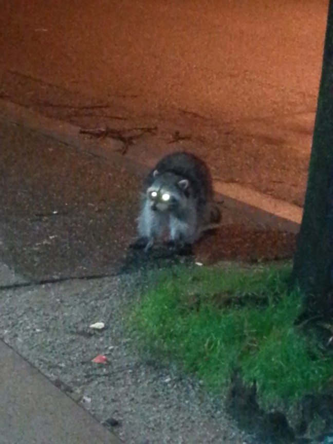 Racoon Canada