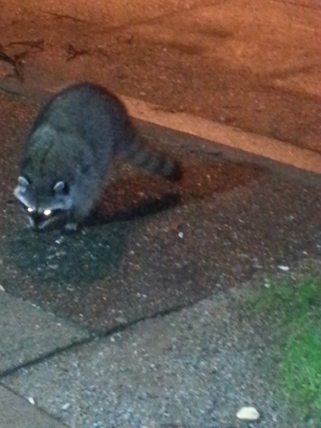 Racoon Vancouver Canada