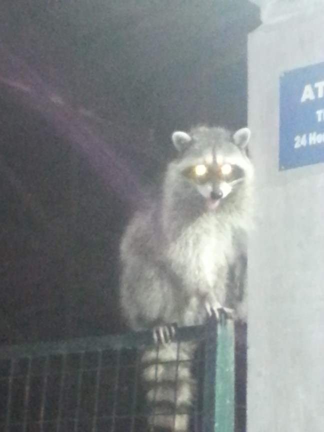 weird neighbour Vancouver