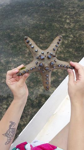 etoile de mer Bali