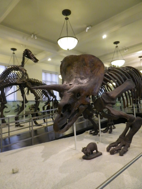 Dino du musée