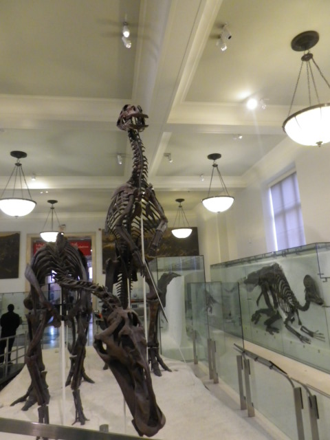 Gros dino du musée