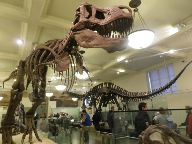 American Museum of History