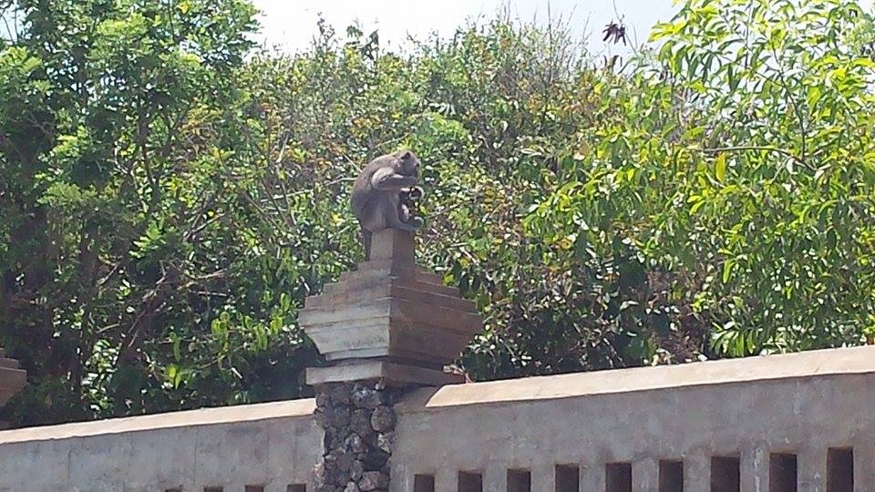 Singe voleur de lunettes