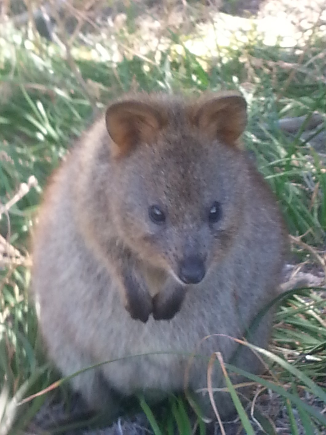 Rottnest Island quokka