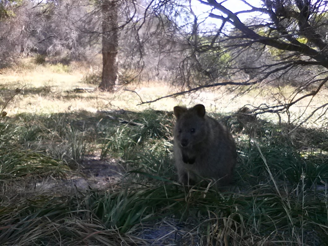 Rottnest Island quokka