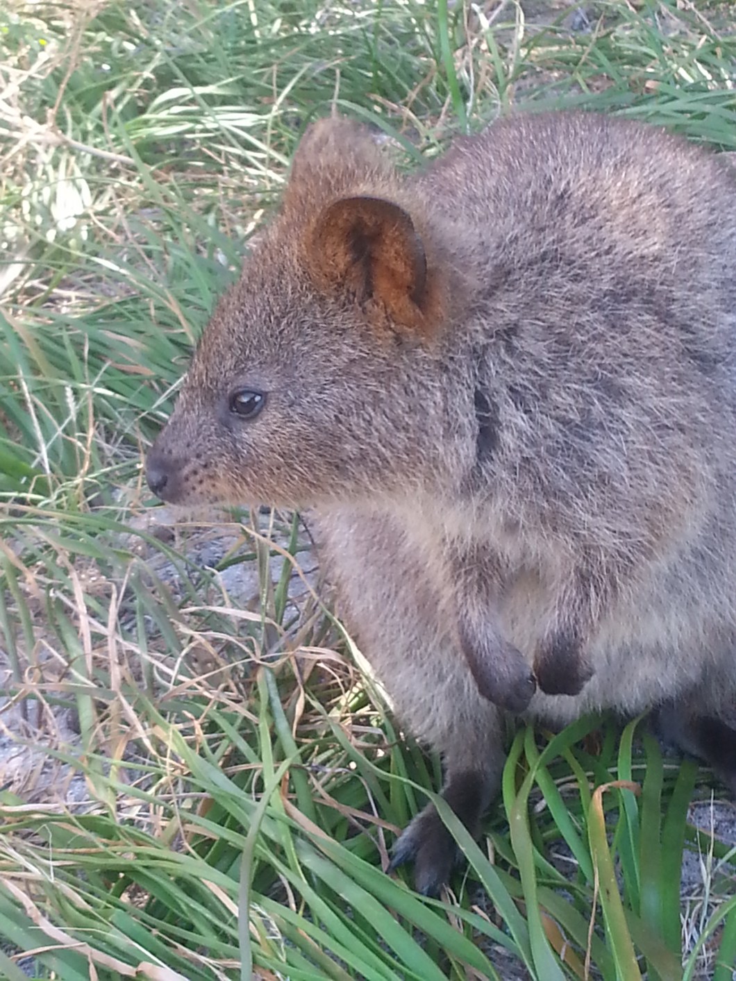 Rottnest Island quokka
