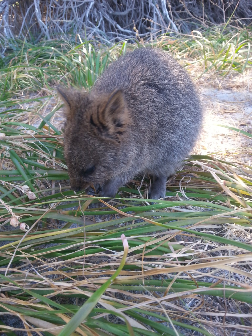 Rottnest Island quokka