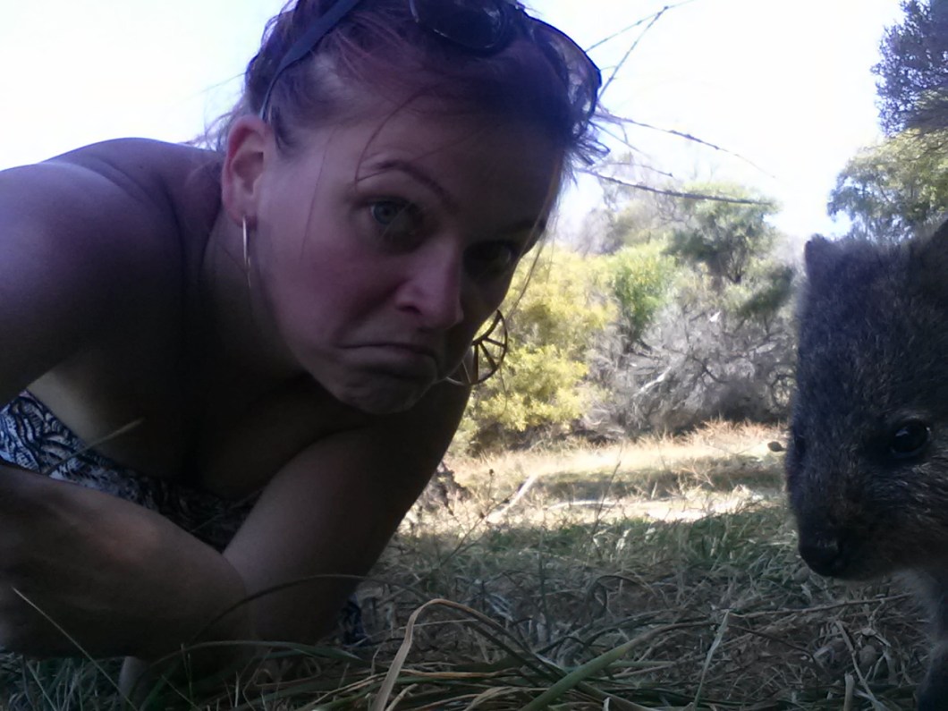 Rottnest Island quokka