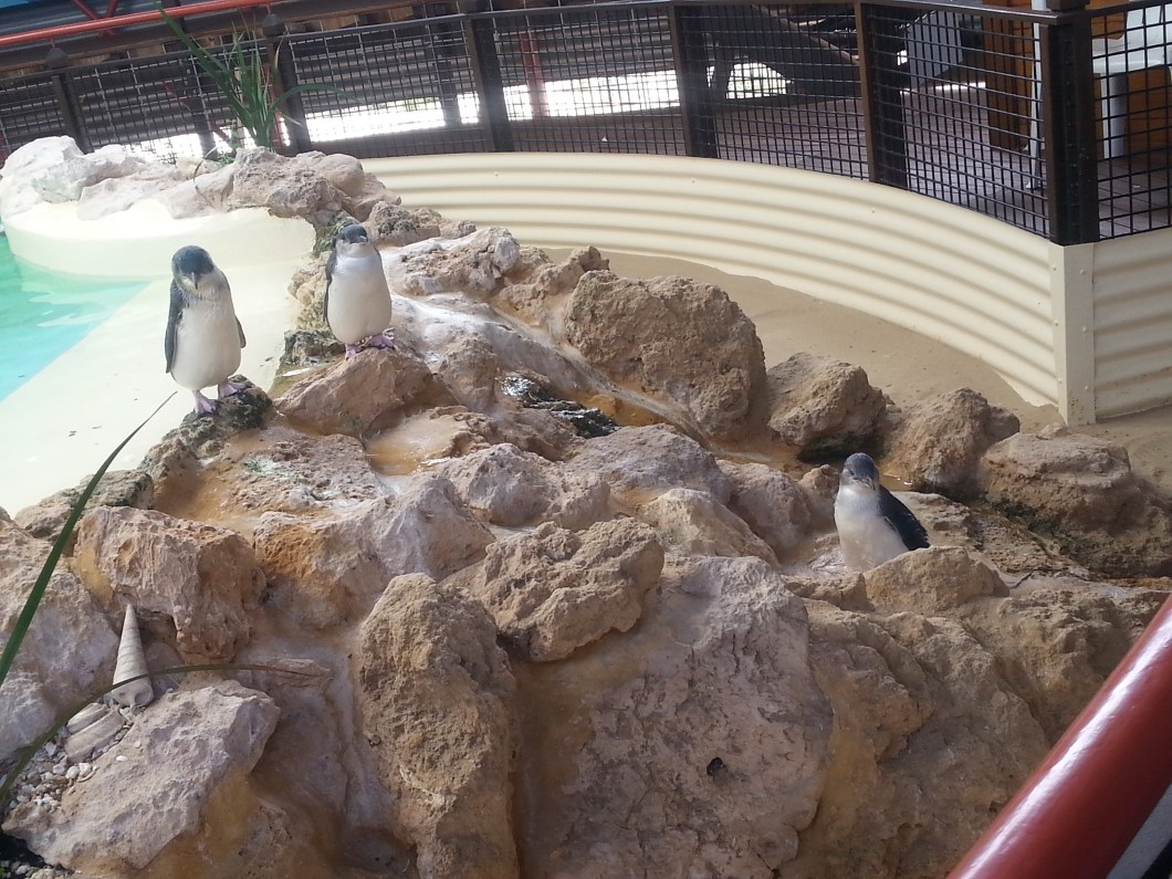 Penguins time