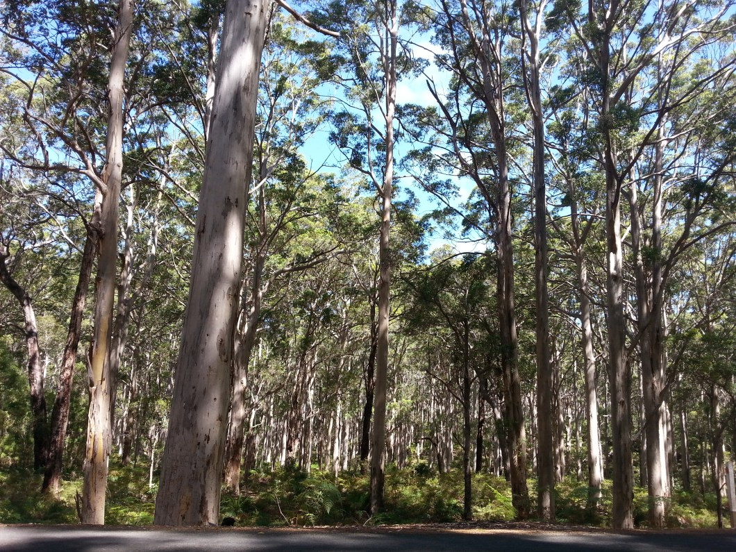 Hamelin Bay giant trees