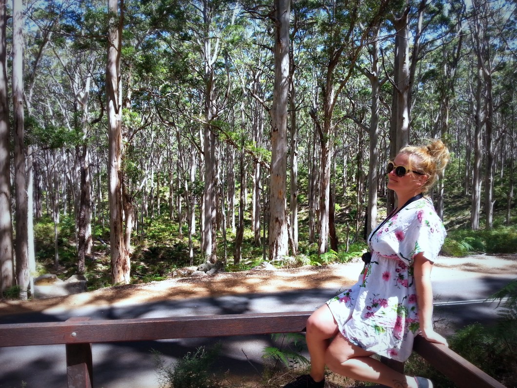 Hamelin Bay giant trees Pauline