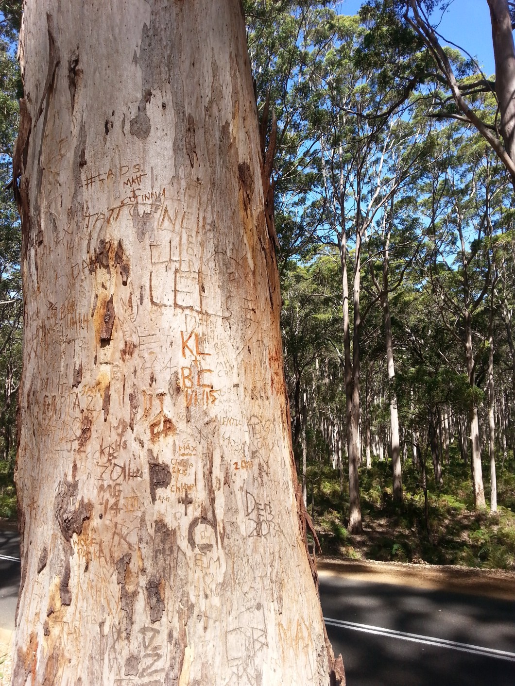 Hamelin Bay giant trees 7