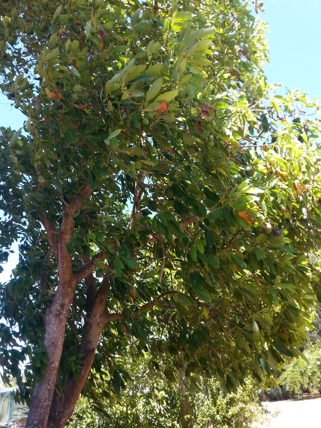 Faire du wwoofing en Australie