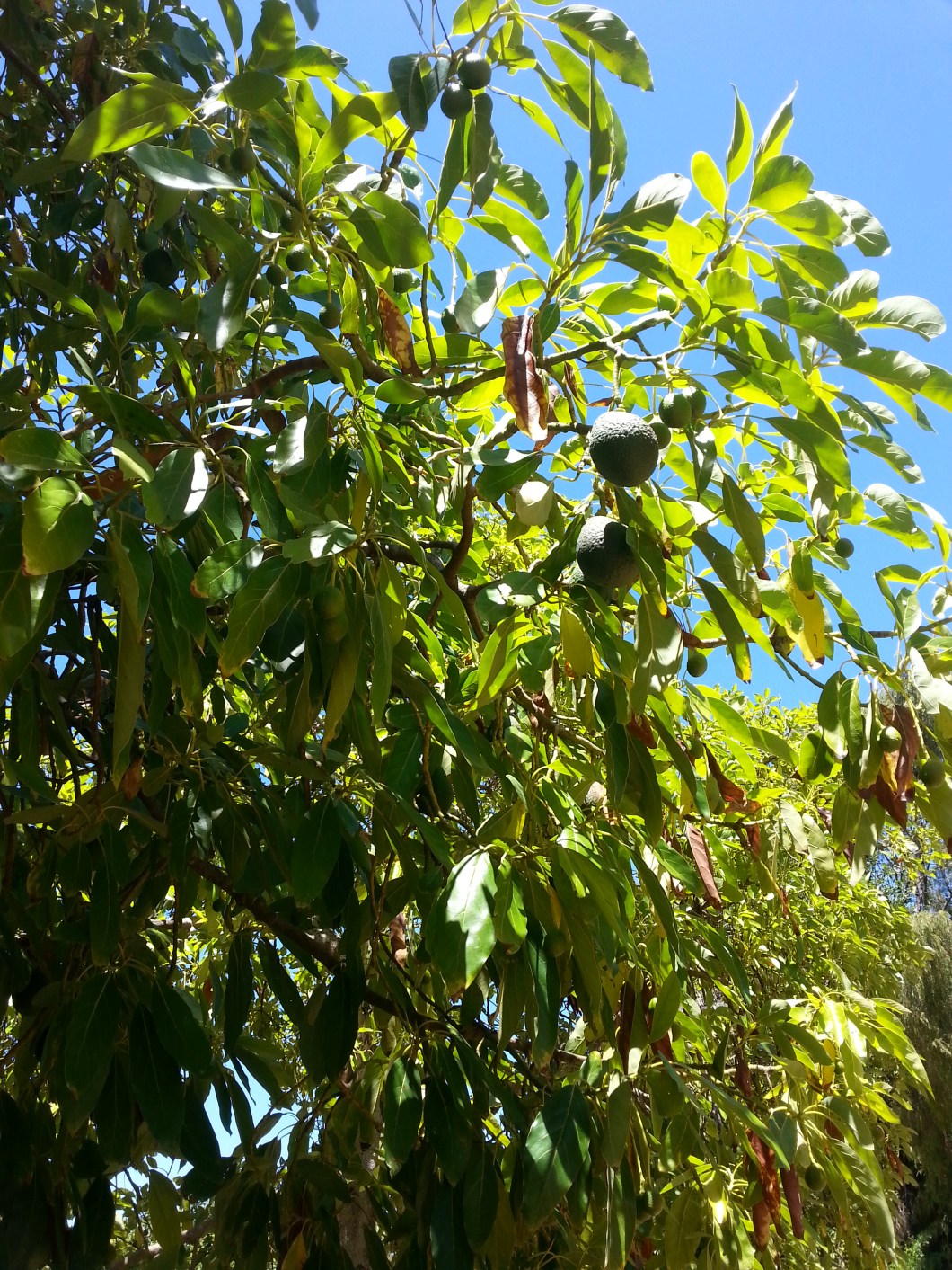 wwoofing en Australie