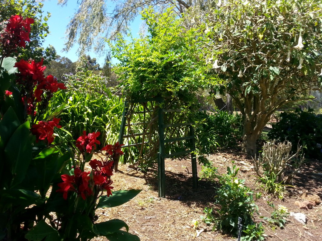 Wwoofing a Northcliffe