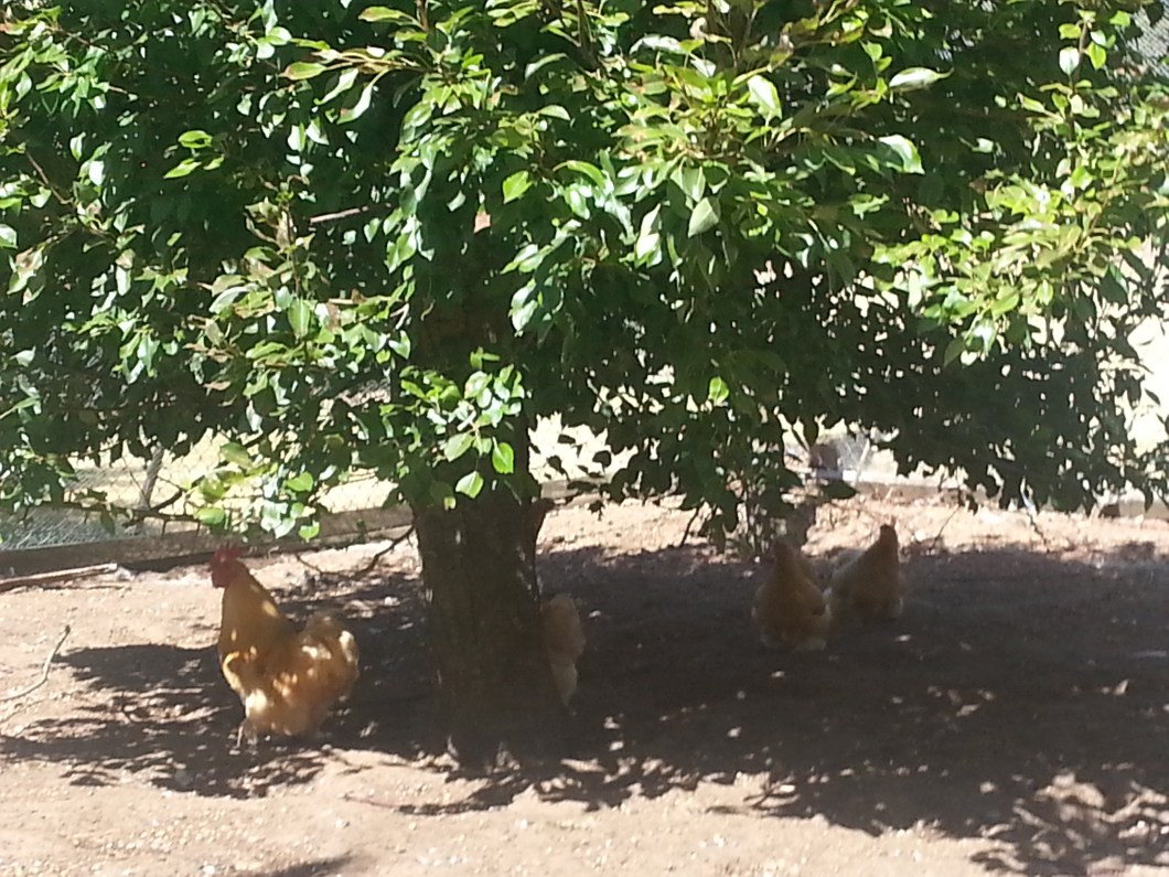 Northcliffe Western Australia