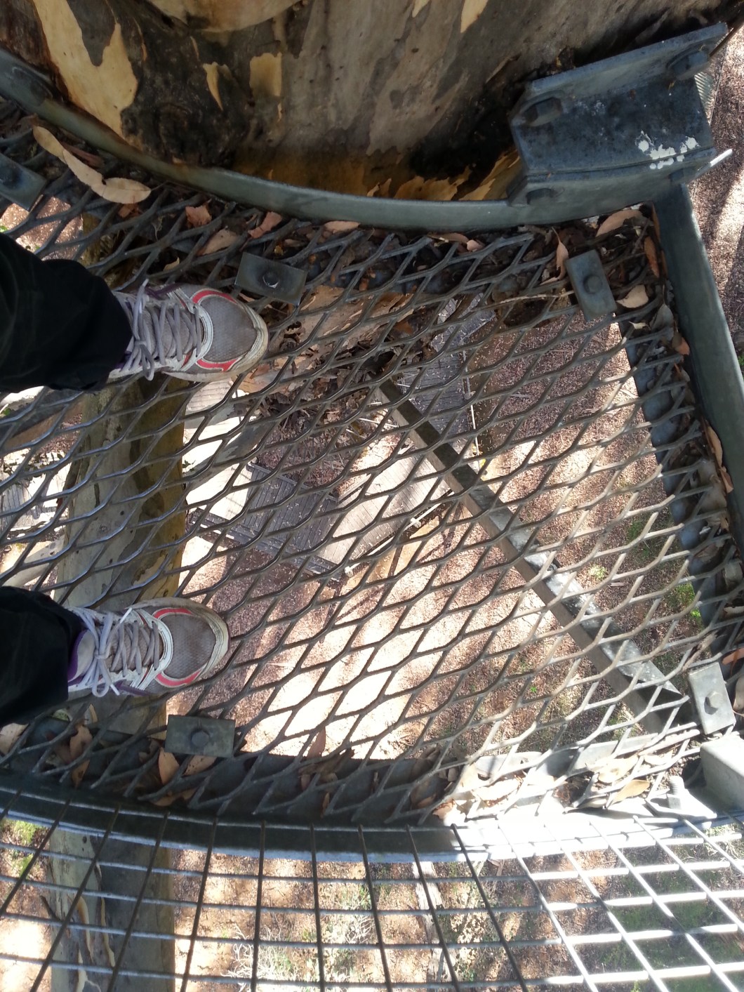 Diamond tree picture