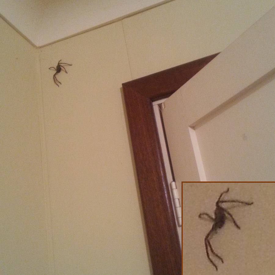 araignee australienne