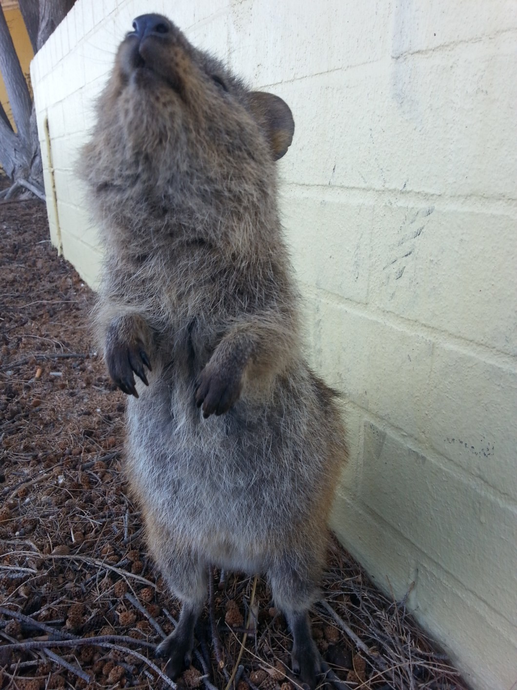 cute quokka Rottnest Island