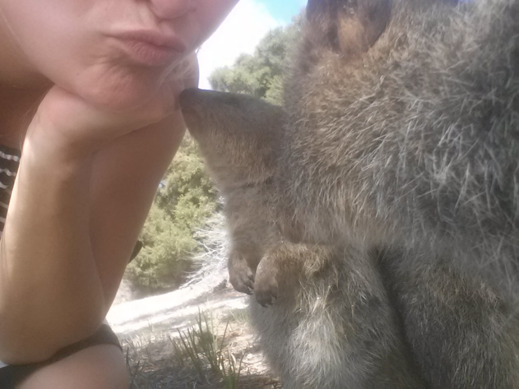 selfie quokka