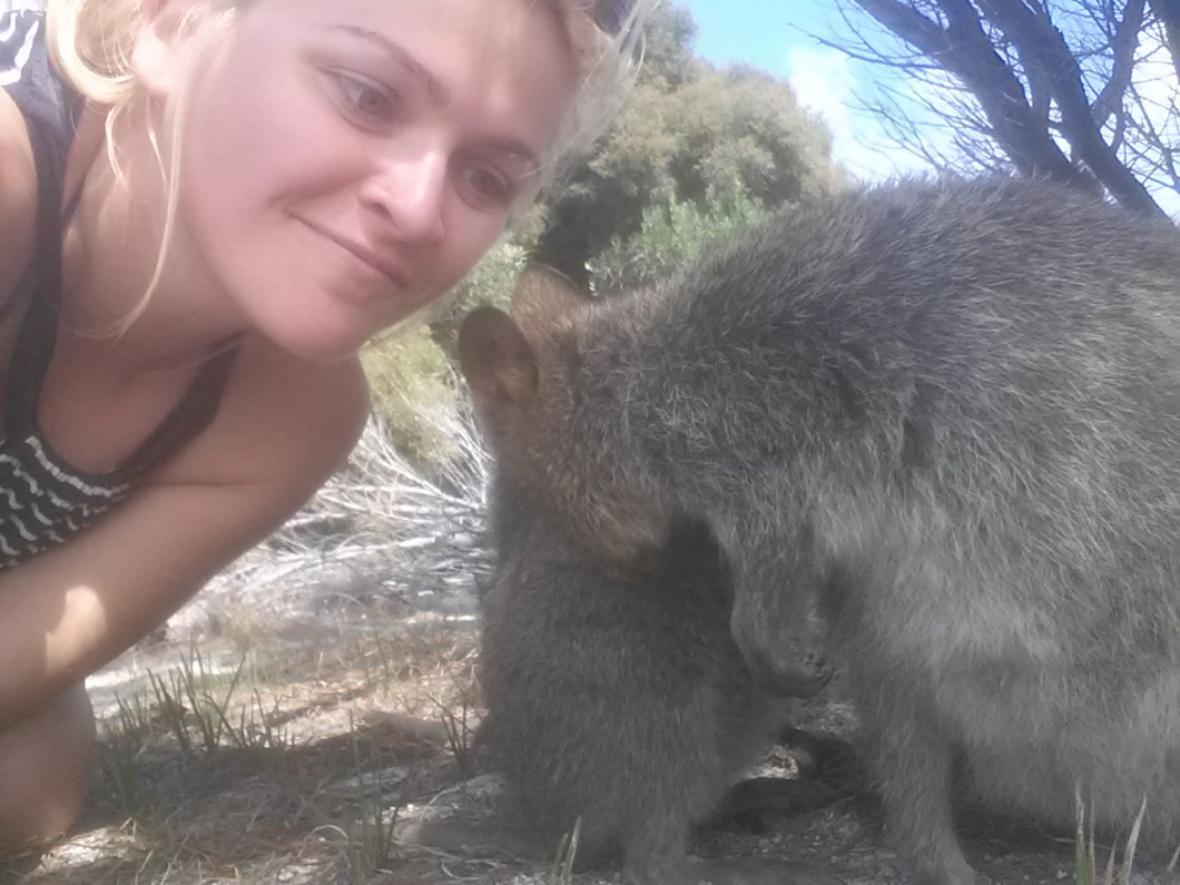 selfie quokka