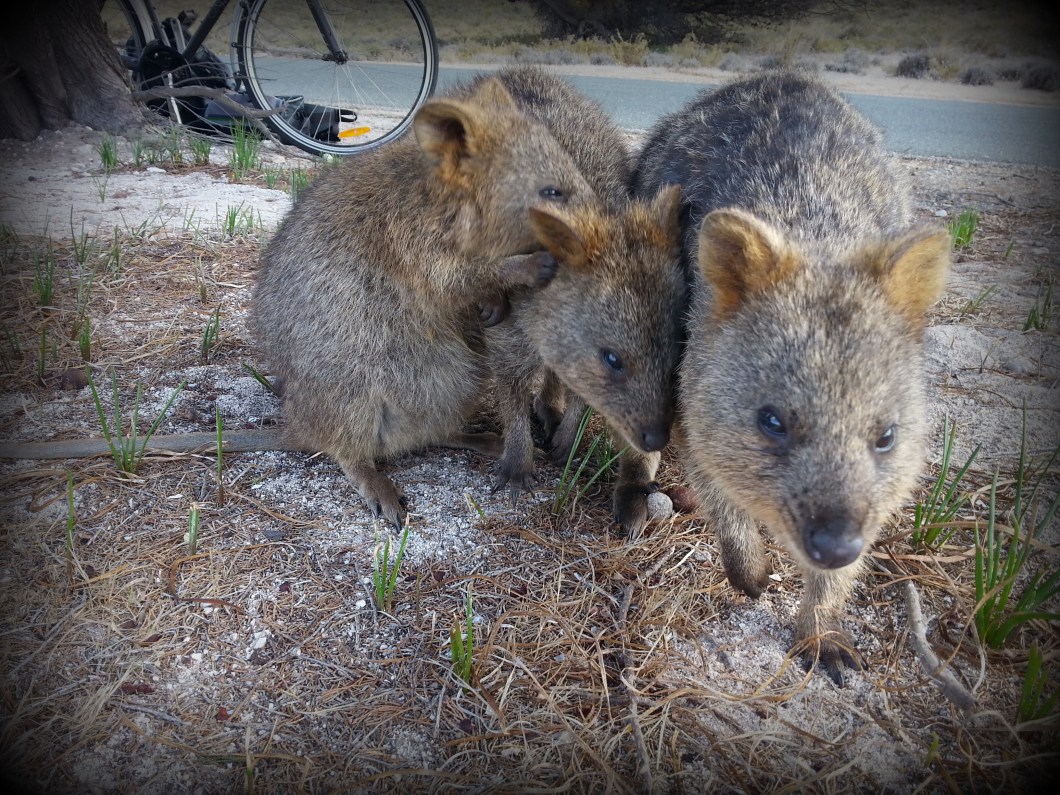 quokka family
