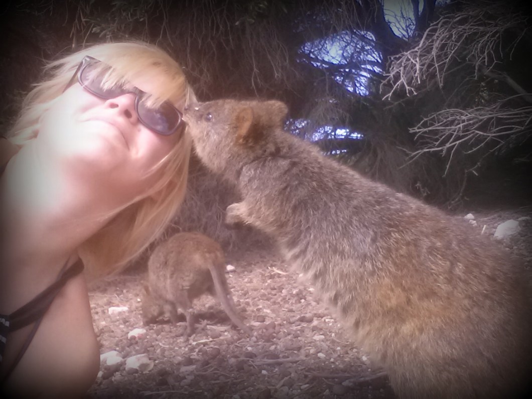 quokka kiss