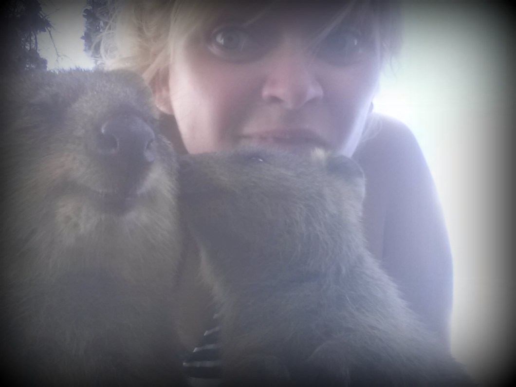 cute quokka