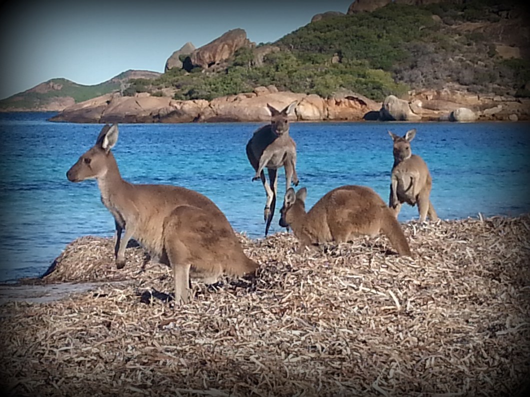 national park kangourou
