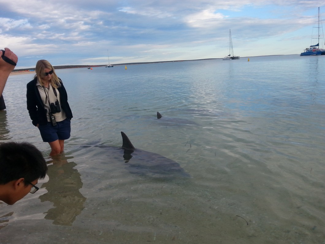 Feeding Dolphins Monkey Mia