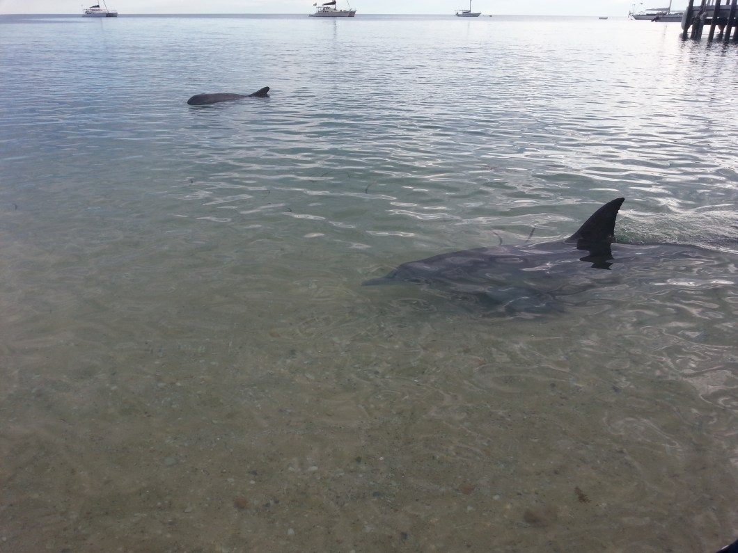 Feeding Dolphins Monkey Mia