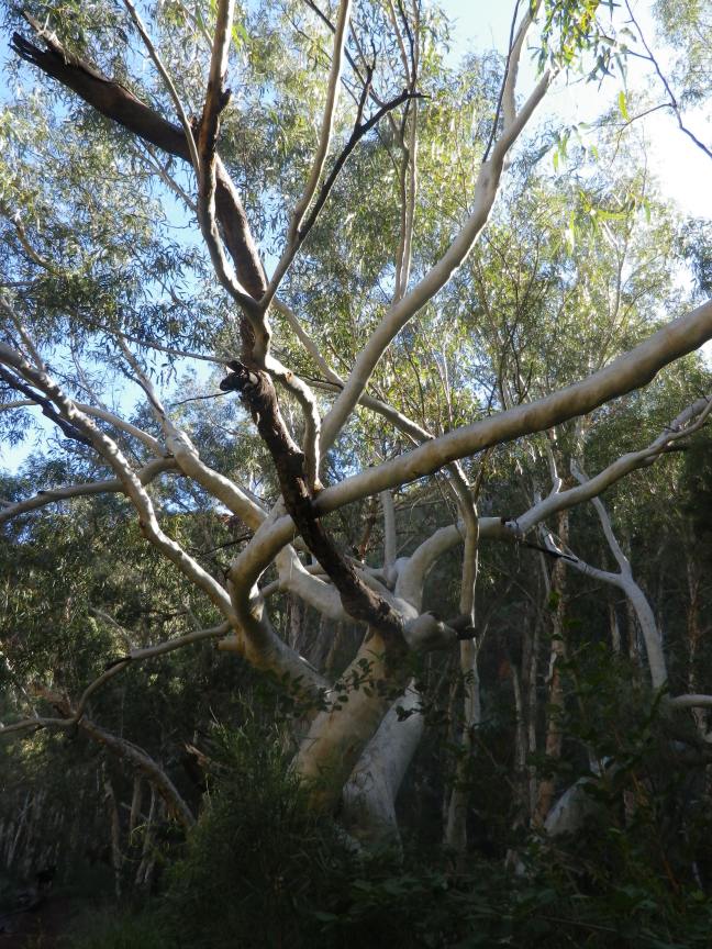 what to see in Karijini