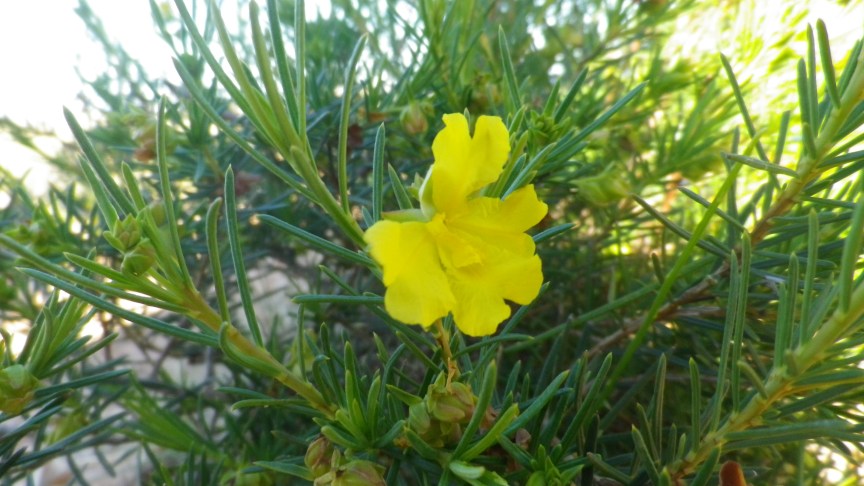 Cape Range National Park flore