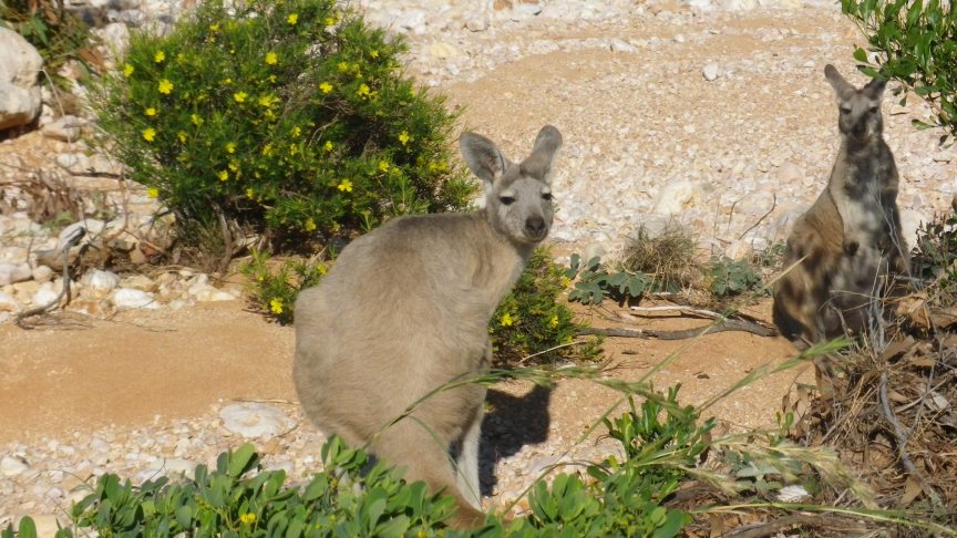 wallabi et baby