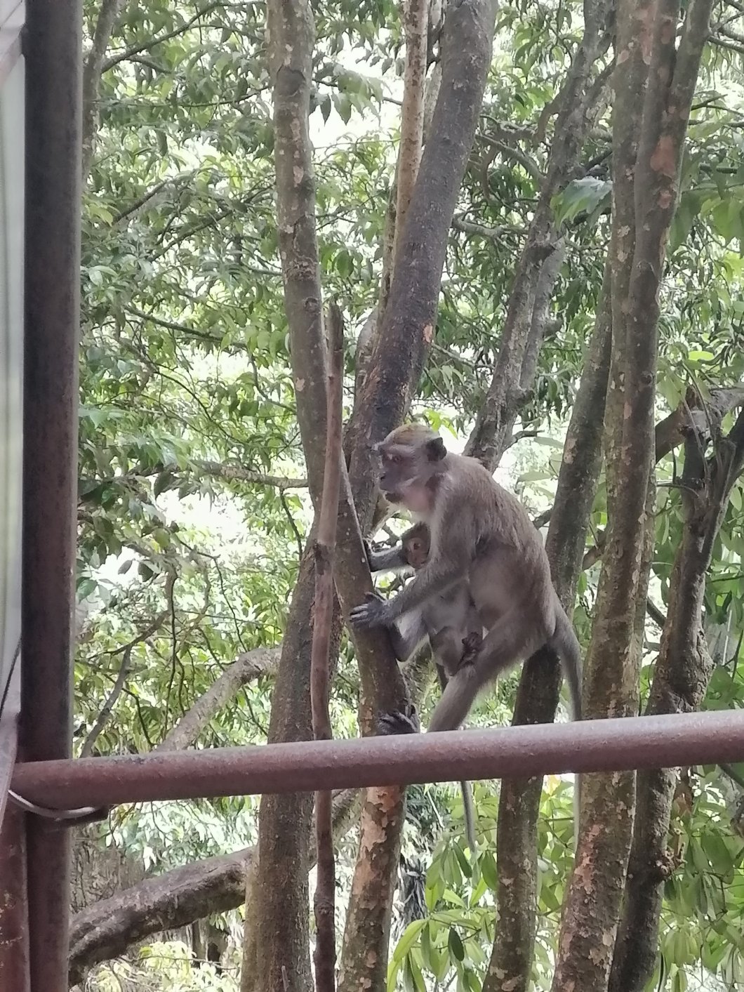 Macaques dans les arbres