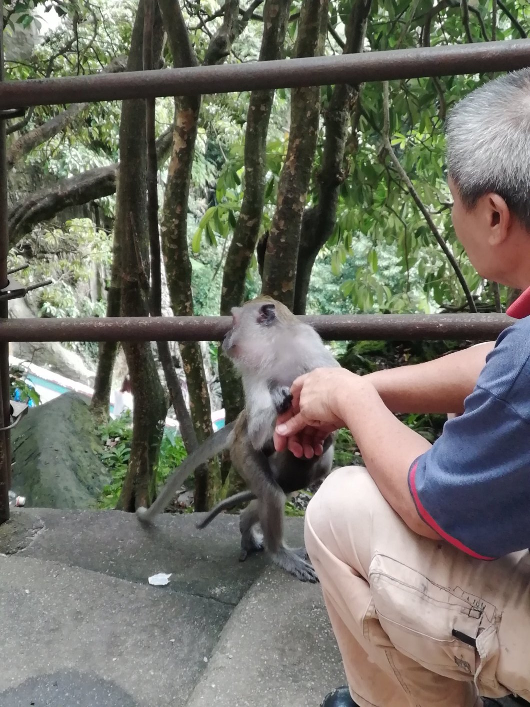 Ne pas nourrir les singes