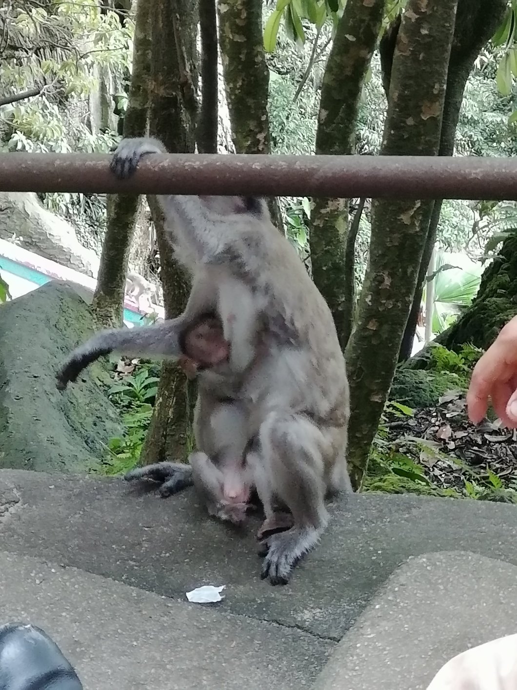 Maman et bébé singe