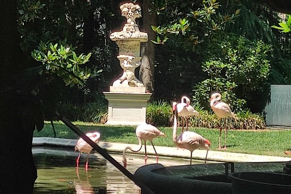 Flamands roses Milan